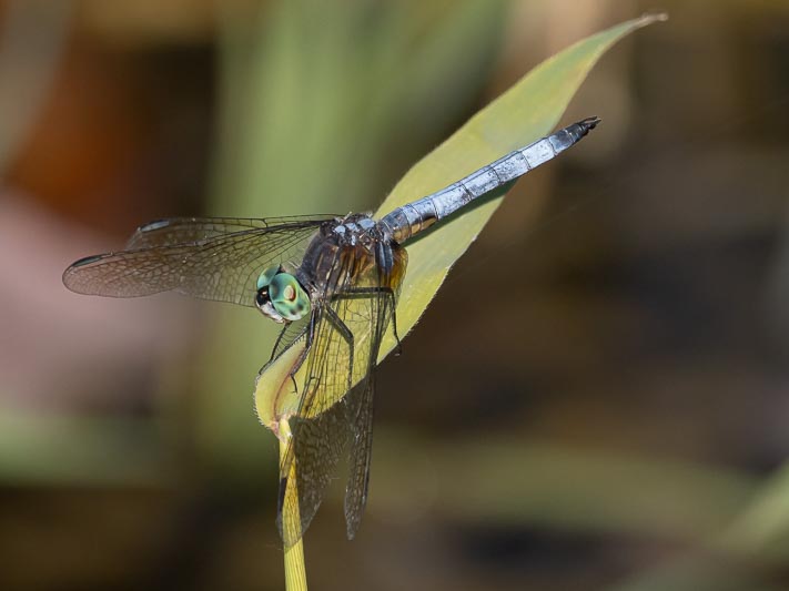 Pachydiplax longipennis (Blue Dasher) male-4.jpg